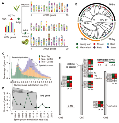 我室在茶樹基因組研究領域取得重要新突破，助力茶葉科學基礎研究與產業發展